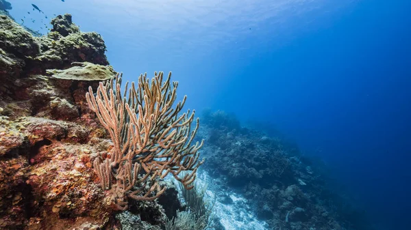 Karayip Denizi 'ndeki mercan resiflerinin turkuaz suları, balık, mercan ve süngerli Curacao.