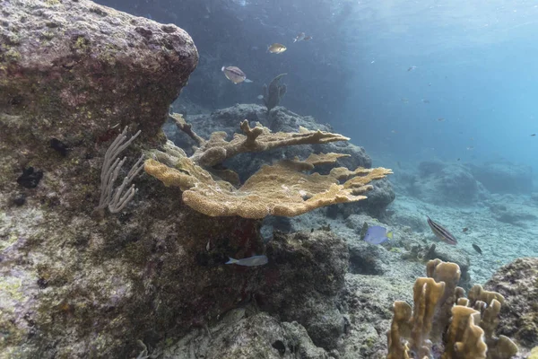 Seascape Com Elkhorn Coral Esponja Recife Coral Mar Caribe Curaçao — Fotografia de Stock