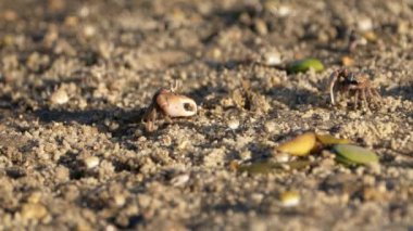 Vahşi yaşam: Kumlu zeminde yengeçler - Süper Yavaş Hareket