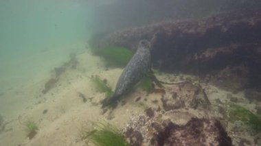 Pasifik Okyanusu, Kaliforniya, ABD 'deki Liman Mührü' nün sualtı videosu