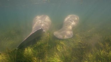 King 's Bay' de denizayıları, Crystal River, Florida, ABD