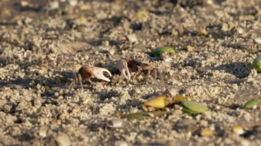 Vahşi yaşam: Kumlu zeminde yengeçler - Süper Yavaş Hareket