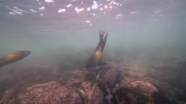 Pasifik Okyanusu 'ndaki Kaliforniya Deniz Aslanları, ABD