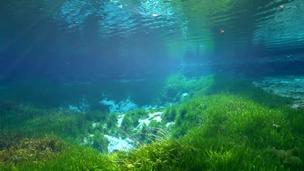 Video Bawah Air Musim Semi King Bay Crystal River Florida — Stok Video