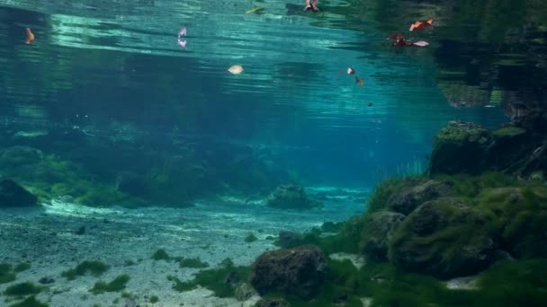 美国佛罗里达州水晶河国王湾春天的水下录像 — 图库视频影像