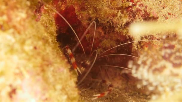 Γαρίδες Κοράλλι Κοραλλιογενή Ύφαλο Της Καραϊβικής Θάλασσας Κουρασάο — Αρχείο Βίντεο