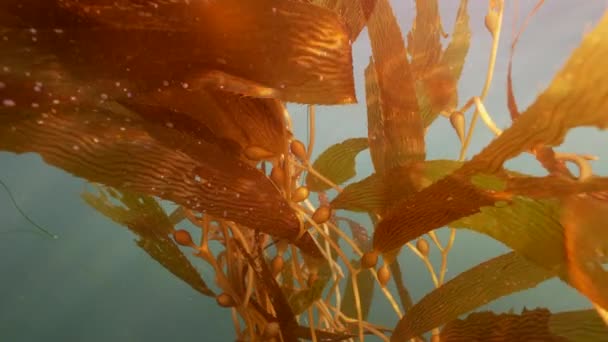 Seascape Seaweed Pacific Ocean California United States — Stock Video