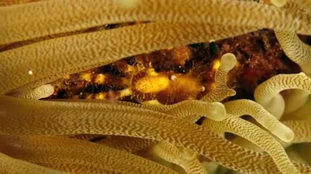 카리브해의 산호초의 일부로 Anemone의 — 비디오