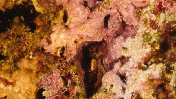 库拉索岛附近加勒比海珊瑚礁附近的一只螃蟹 — 图库视频影像