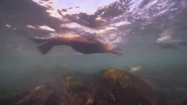 Pasifik Okyanusu Ndaki Kaliforniya Deniz Aslanları Abd — Stok video
