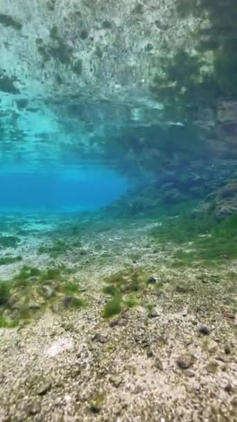 Springs King Bay Crystal River Florida Egyesült Államok — Stock videók