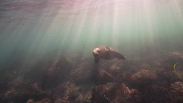 カリフォルニア州太平洋の海のライオンの水中ビデオ カリフォルニア州 アメリカ合衆国 — ストック動画