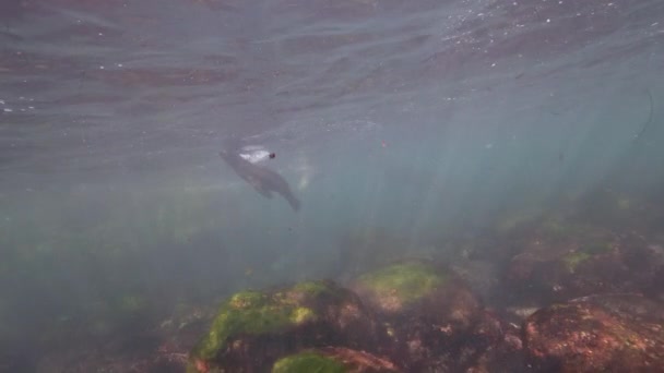 Подводное Видео Калифорнийского Морского Льва Тихом Океане Калифорния Сша — стоковое видео