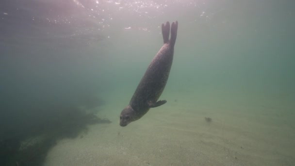Podwodne Wideo Harbor Seal Pacific Ocean Kalifornia Stany Zjednoczone Ameryki — Wideo stockowe
