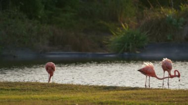 Curacao Karayip Adası 'ndaki Pembe Amerikan Flamingoları. Kuş Yaban Hayatı