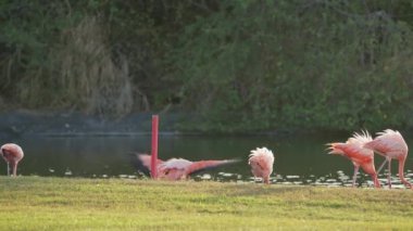 Curacao Karayip Adası 'ndaki Pembe Amerikan Flamingoları. Kuş Yaban Hayatı