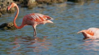 Curacao 'nun Karayip Adası' ndaki sudaki pembe Amerikan flamingoları. Kuş Yaban Hayatı