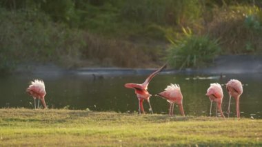 Curacao Karayip Adası 'ndaki Pembe Amerikan Flamingoları. Kuş Yaban Hayatı