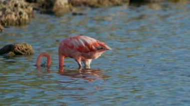 Curacao 'nun Karayip Adası' ndaki sudaki Pembe Amerikan Flamingosu. Kuş Yaban Hayatı