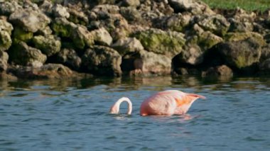 Curacao 'nun Karayip Adası' ndaki sudaki Pembe Amerikan Flamingosu. Kuş Yaban Hayatı