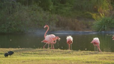 Curacao Karayip Adası 'ndaki Pembe Amerikan Flamingoları. Kuş Yaban Hayatı