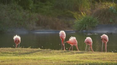 Curacao Karayip Adası 'ndaki Pembe Amerikan Flamingoları. Kuş Yaban Hayatı