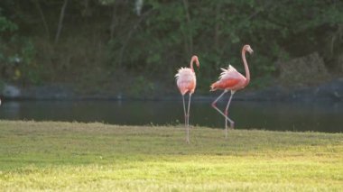 Curacao Karayip Adası 'ndaki Pembe Amerikan Flamingoları. Kuş Yaban Hayatı
