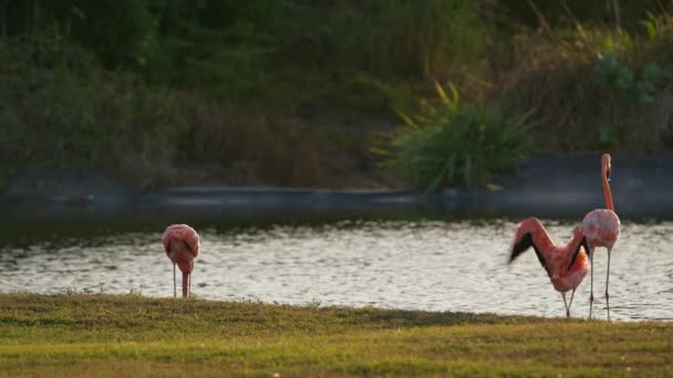 Pink American Flamingos Ilha Caribenha Curaçao Pássaro Vida Selvagem — Vídeo de Stock