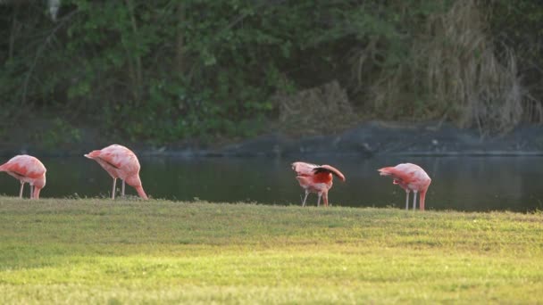 Pink American Flamingos Auf Der Karibik Insel Curacao Vogelwelt — Stockvideo