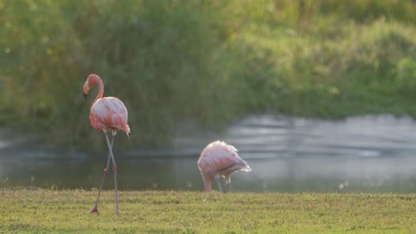 Pink American Flamingos Isla Caribeña Curazao Aves Vida Silvestre — Vídeo de stock