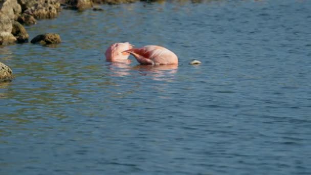 在加勒比海库拉索岛的水面上 粉色美洲火烈鸟 鸟类野生动物 — 图库视频影像