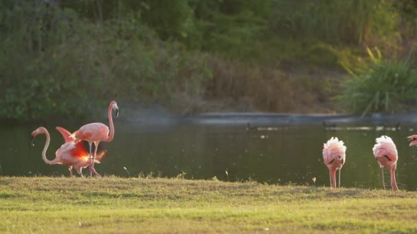 Rosa Amerikanska Flamingor Den Karibiska Curacao Fågelskådning — Stockvideo