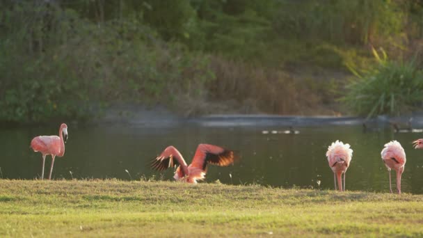 Růžoví Američtí Flamingos Karibském Ostrově Curacao Divoká Zvěř — Stock video