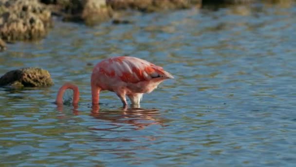 Pink American Flamingo Νερό Στην Καραϊβική Νησί Του Κουρασάο Άγρια — Αρχείο Βίντεο