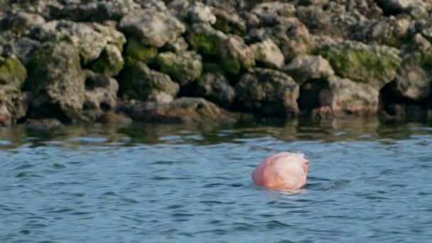 ピンクアメリカンフラミンゴ カリブ海の島の水に バードワイルドライフ — ストック動画