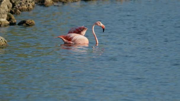 Růžoví Američtí Flamingos Vodě Karibském Ostrově Curacao Divoká Zvěř — Stock video