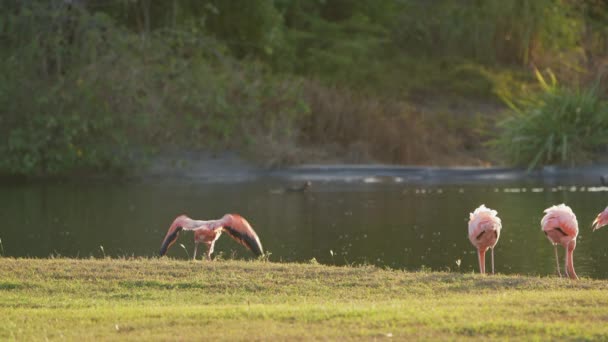 Pink American Flamingos Caribbean Island Curacao Bird Wildlife — Stock Video
