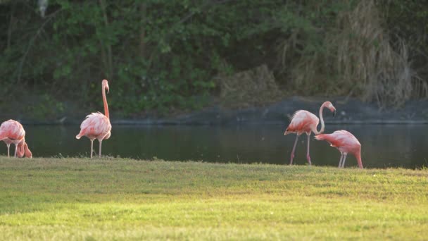 Różowe Amerykańskie Flamingi Karaibskiej Wyspie Curacao Dzikie Ptactwo — Wideo stockowe