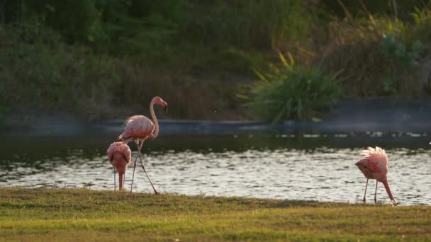 Pink American Flamingos Caribbean Island Curacao Bird Wildlife — Stock Video