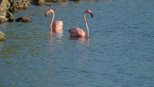 在加勒比海库拉索岛的水面上 粉色美洲火烈鸟 鸟类野生动物 — 图库视频影像