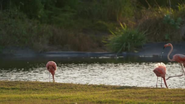 Pink American Flamingos Ilha Caribenha Curaçao Pássaro Vida Selvagem — Vídeo de Stock