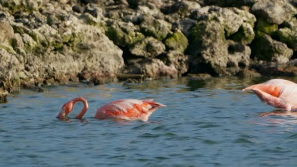 Pink American Flamingos Agua Isla Caribeña Curazao Aves Vida Silvestre — Vídeo de stock
