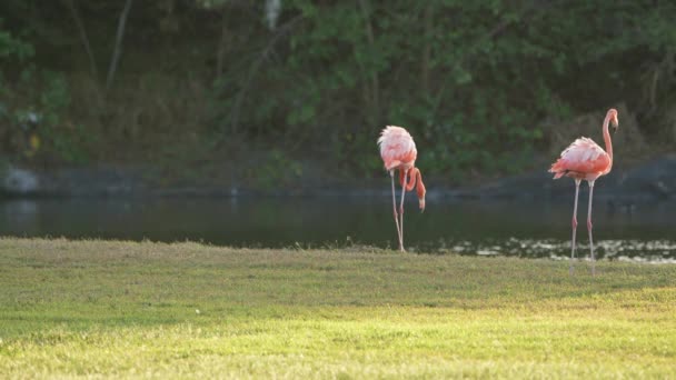 Pink American Flamingos Isla Caribeña Curazao Aves Vida Silvestre — Vídeo de stock