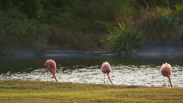 Розовые Американские Фламинго Карибском Острове Кюрасао Живая Природа — стоковое видео
