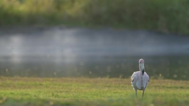 Pink American Flamingo Het Caribische Eiland Curacao Vogelstand — Stockvideo