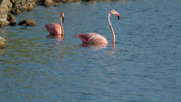 Różowe Amerykańskie Flamingi Wodzie Karaibskiej Wyspie Curacao Dzikie Ptactwo — Wideo stockowe