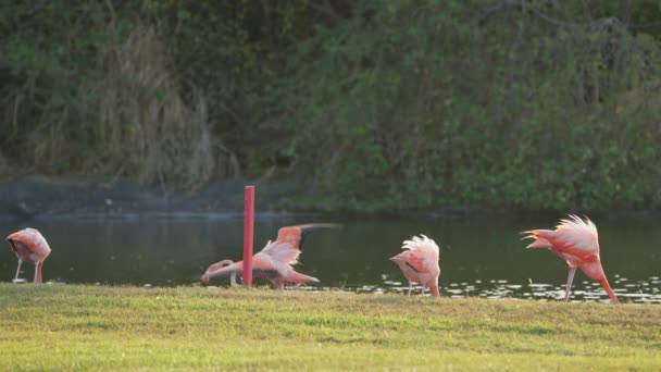 Roze Amerikaanse Flamingo Het Caribische Eiland Curacao Vogelstand — Stockvideo