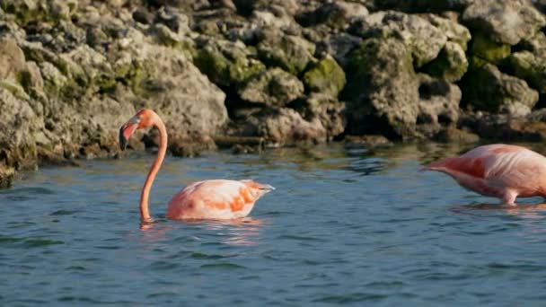 Розовый Американец Воде Карибском Острове Кюрасао Живая Природа — стоковое видео