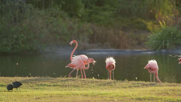 Pink American Flamingos Isla Caribeña Curazao Aves Vida Silvestre — Vídeos de Stock
