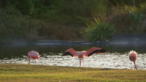 Rózsaszín Amerikai Flamingók Curacao Karib Szigetén Madárvilág — Stock videók